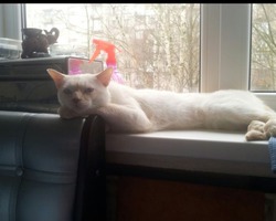 Беляш. Кот дворовый