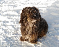 Чарли, карликовый пудель