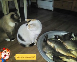 Соня и Нюся