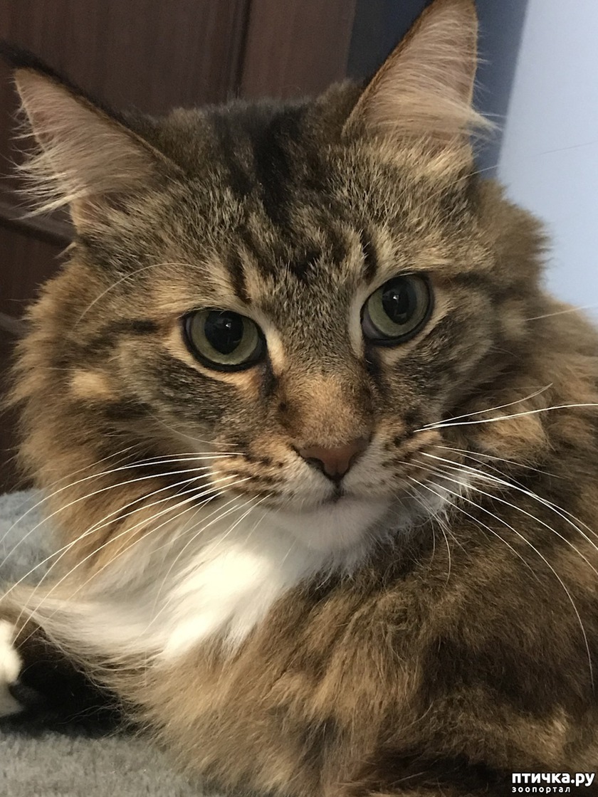 Брэдди Мейн Мария кэтс, мейнкун