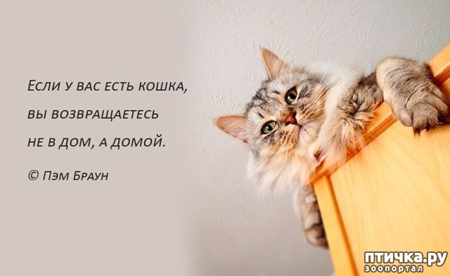 фотография 1: Как кошка влияет на энергетику дома фото 1: Как кошка влияет на энергетику дома