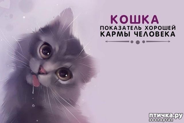 фотография 2: Как кошка влияет на энергетику дома фото 2: Как кошка влияет на энергетику дома