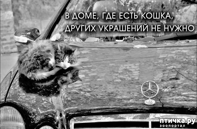 фотография 3: Как кошка влияет на энергетику дома фото 3: Как кошка влияет на энергетику дома