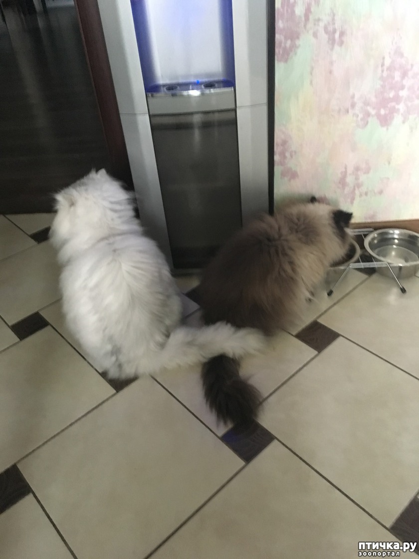 Томас и Алиса