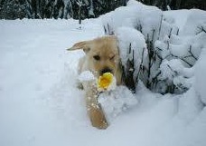 фотография: Сердце друга фото: Сердце друга