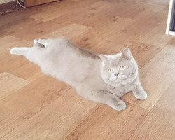 Матисс, британец