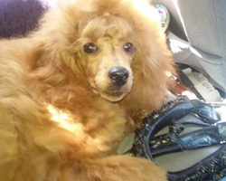 Царевна Будур миниатюрный пудель