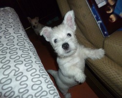  --- (. west highland white terrier)