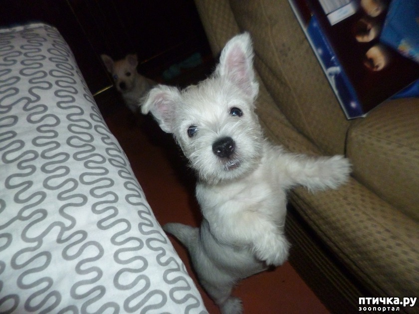  --- (. west highland white terrier)