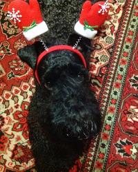 Персиваль, Керри-блю терьер