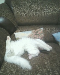 Белка, без породы