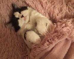 Кокос