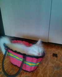 Белка, без породы