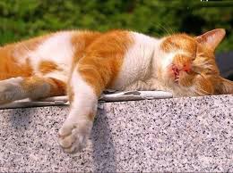 фотография 1: Кошка спит, она устала фото 1: Кошка спит, она устала