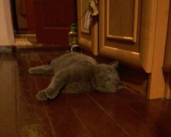 Кот Ботенка