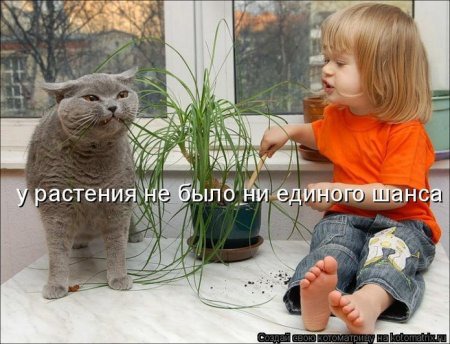 фотография 15: Кошки и дети (юмор, и не только!) фото 15: Кошки и дети (юмор, и не только!)