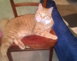 Джастина -курильский бобтейл