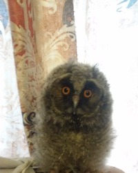 птички