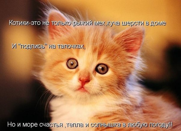 фотография 21: Кошки и дети (юмор, и не только!) фото 21: Кошки и дети (юмор, и не только!)