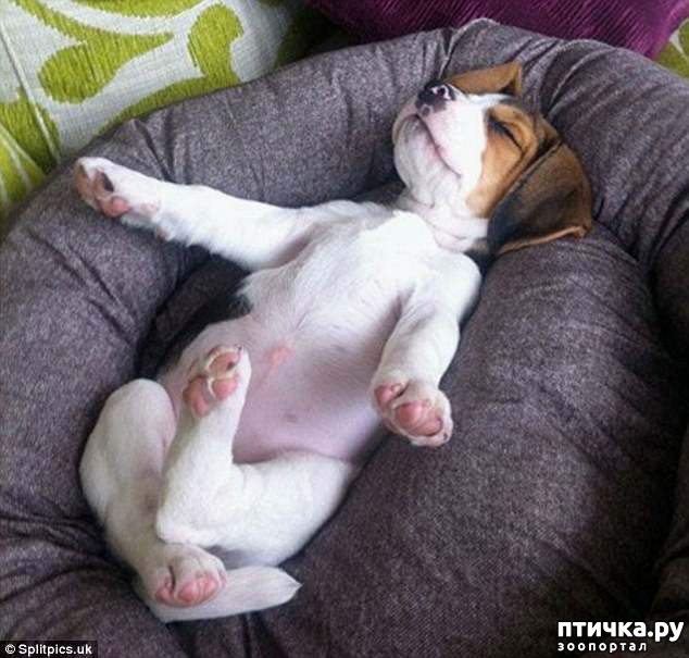 фото 9: Где сон сморил, там и заснули))) какие милые щенки, особенно когда спят)))