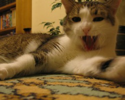 ФОТО: "Счастье есть!!!" Кот Федор, необычный котишка с чудным характером