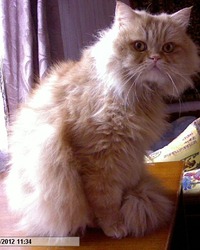   (..  ,  )           02.11.2009.