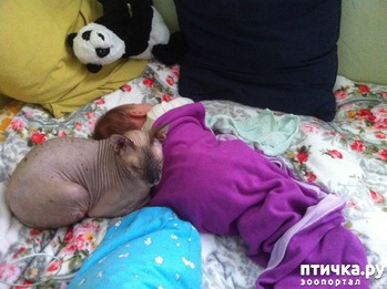 фото: Вместе теплее, Баксик очень любит спать с детьми. Сфинксы теплолюбивые, а детки тепленькие)