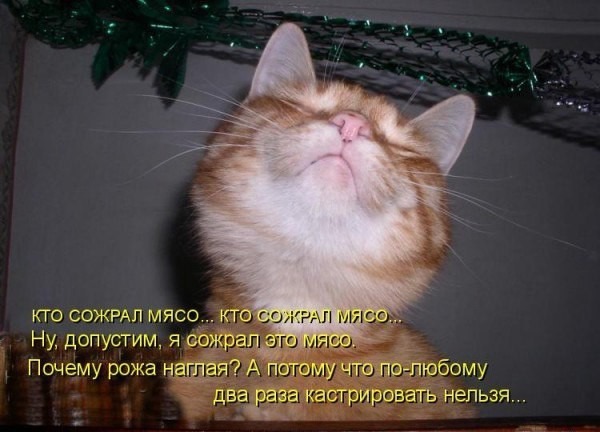 фотография 5: Котоматрица (котоюмор!)! фото 5: Котоматрица (котоюмор!)!
