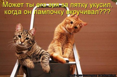 фотография 8: Котоматрица (котоюмор!)! фото 8: Котоматрица (котоюмор!)!