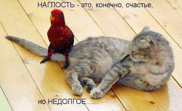 фотография 9: Котоматрица (котоюмор!)! фото 9: Котоматрица (котоюмор!)!