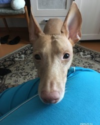 Чирнеко дель Этна Гектор