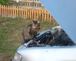 Кирилл самый лучший автомеханик