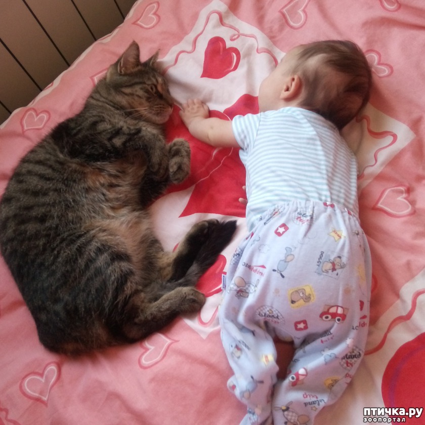 Себастьян (и любимая доченька) нет породы у кота. Он уличный!)