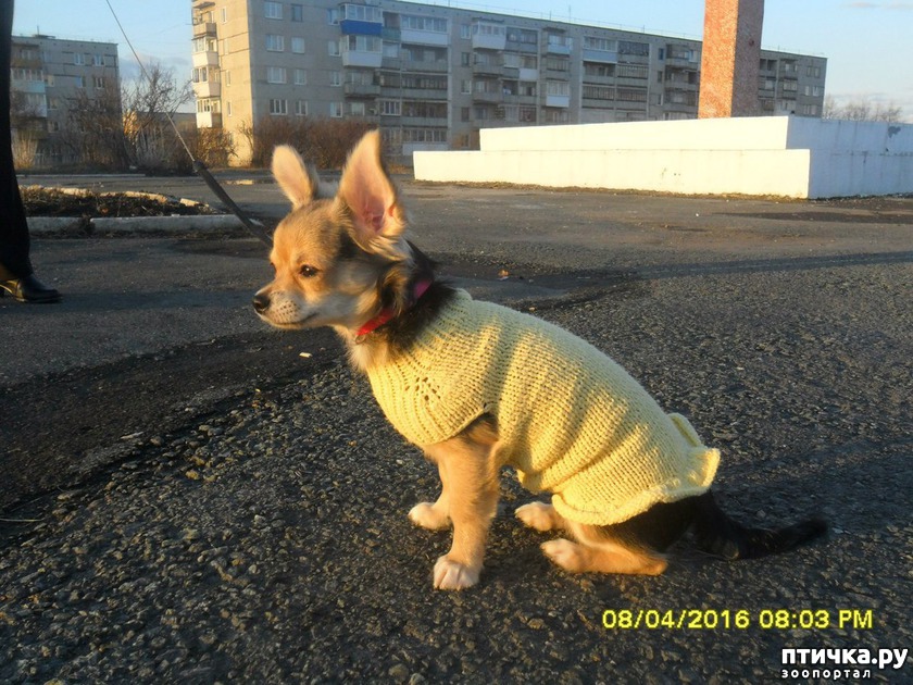 Чихуа по кличке "Лада"