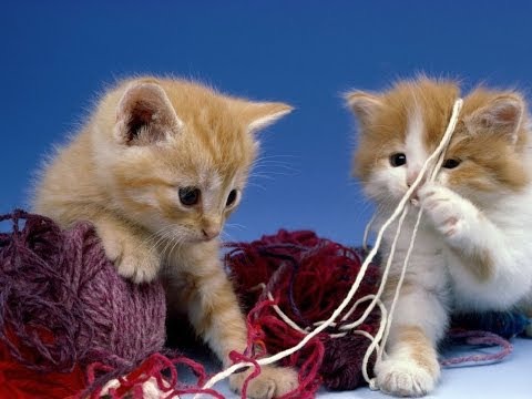 фотография 4: Как играть с котом? фото 4: Как играть с котом?