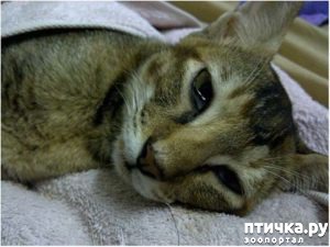фотография 1: Как понять, что ваша кошка заболела? Основные признаки болезни фото 1: Как понять, что ваша кошка заболела? Основные признаки болезни