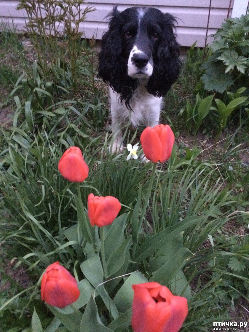 Русский спаниель Бим