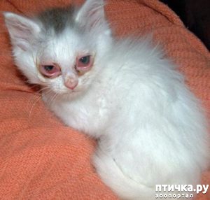 фотография 5: Как понять, что ваша кошка заболела? Основные признаки болезни фото 5: Как понять, что ваша кошка заболела? Основные признаки болезни