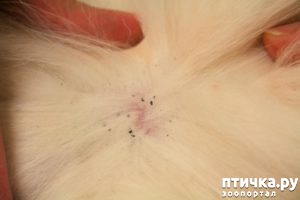 фотография 6: Как понять, что ваша кошка заболела? Основные признаки болезни фото 6: Как понять, что ваша кошка заболела? Основные признаки болезни