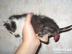 фотография 9: Как понять, что ваша кошка заболела? Основные признаки болезни фото 9: Как понять, что ваша кошка заболела? Основные признаки болезни