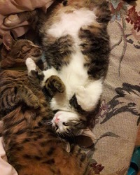 Фунтик и Стёпка - наши подкидыши.