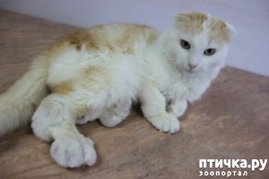 фотография 11: Как понять, что ваша кошка заболела? Основные признаки болезни фото 11: Как понять, что ваша кошка заболела? Основные признаки болезни