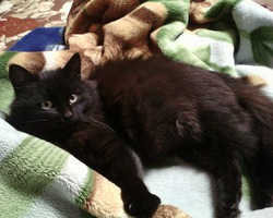 Толстопуз, дворянин.