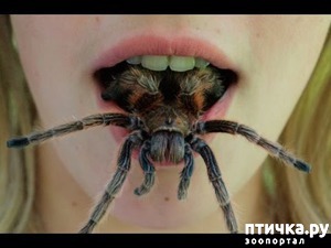 Домашние пауки и членистоногие животные - страница 4 | Птичка.ру