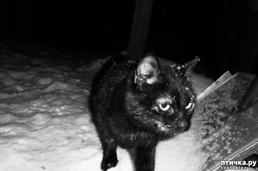 Кошка Клякса