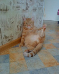 Алекс, кот