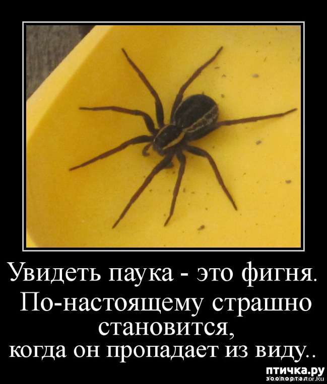 фото 3: Как мало тех, кто любит пауков и как же я их понимаю.