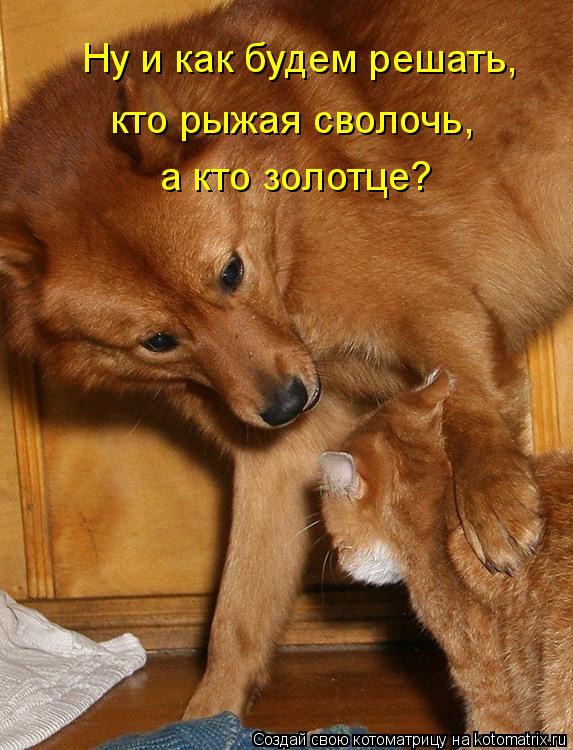 фотография 11: Кото-собако-матрица: Как кошка с собакой!!! фото 11: Кото-собако-матрица: Как кошка с собакой!!!