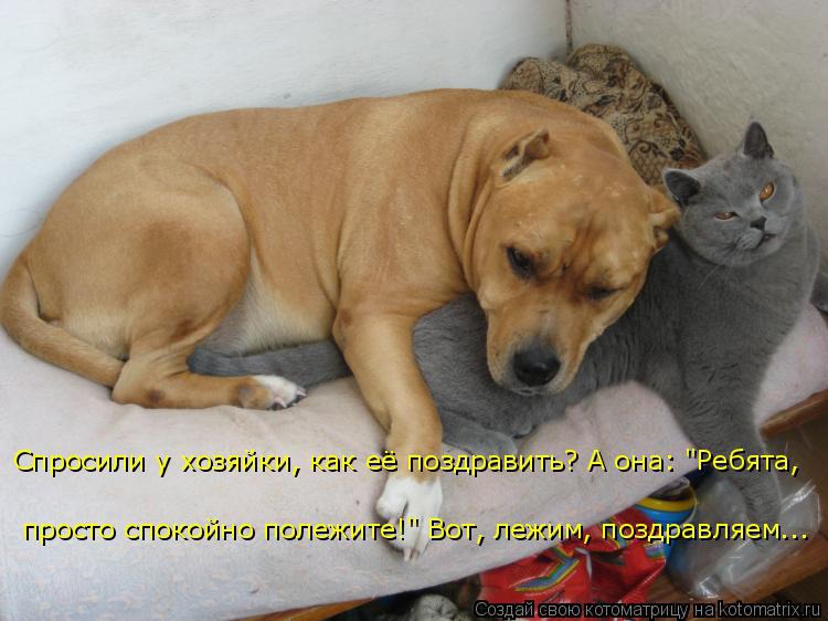 Картинки смешные про кошек и собак с надписями смешные до слез