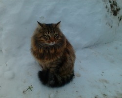 Тишка порода неизвестна